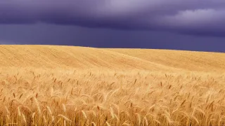 79OU3E66.jpg