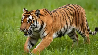 C6L4524R.jpg