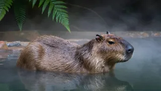 KQRVXZQH.jpg